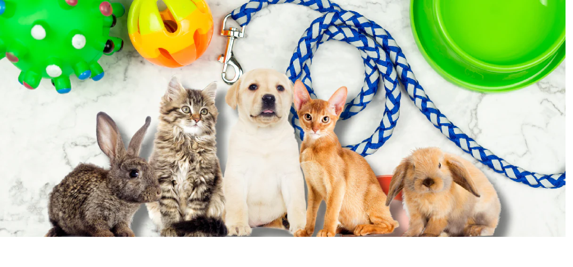 Pet Supplies